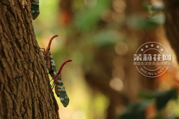 IMG_6029_副本.JPG