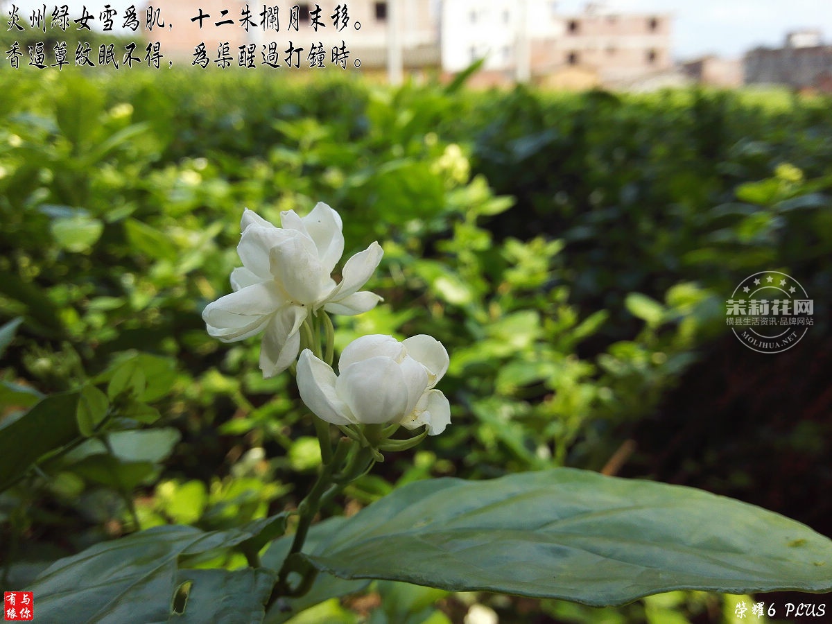 IMG_20150530_151255.jpg