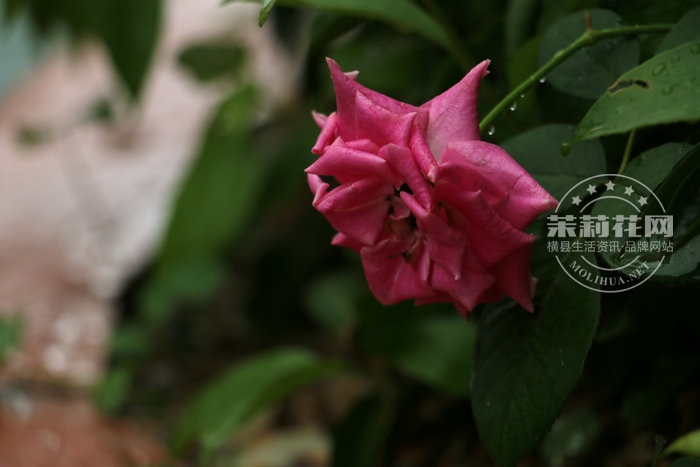 IMG_1103_副本.JPG