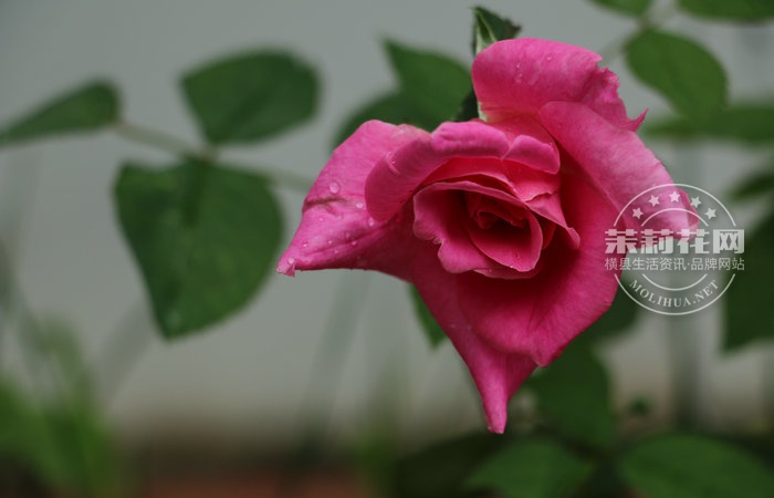 IMG_1170_副本.JPG