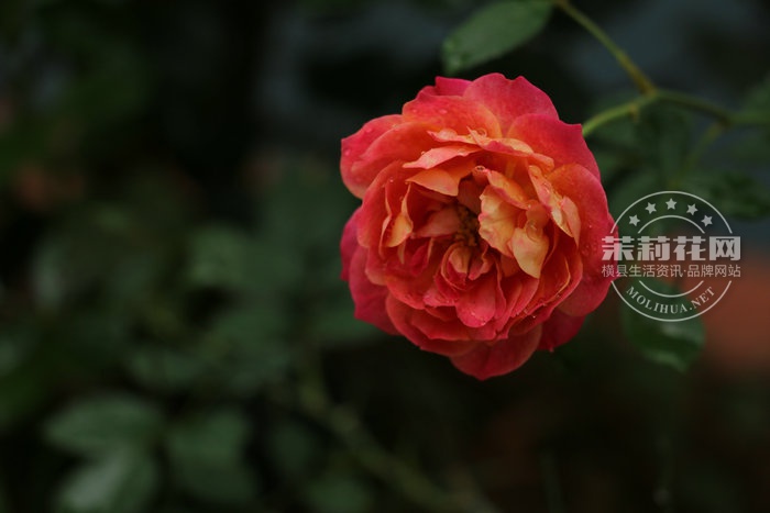 IMG_6188_副本.JPG