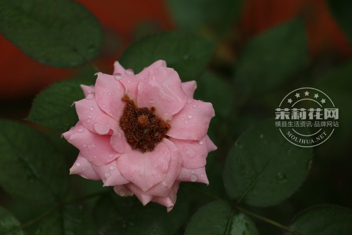 IMG_1178_副本.JPG