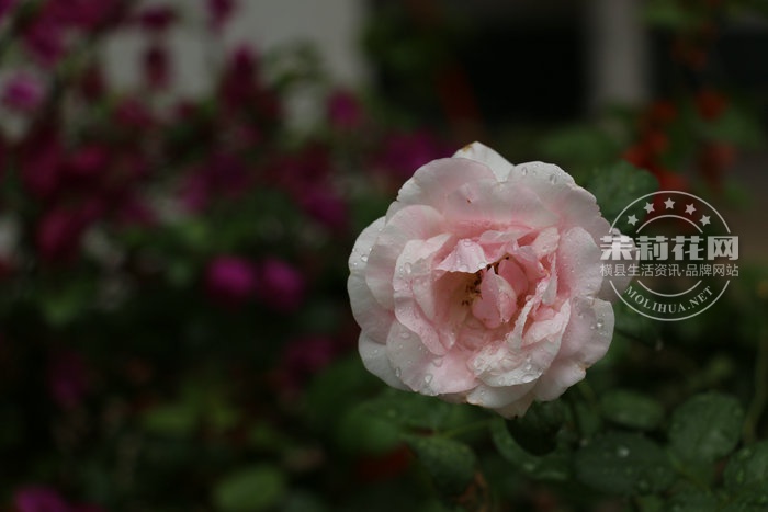 IMG_6145_副本.JPG