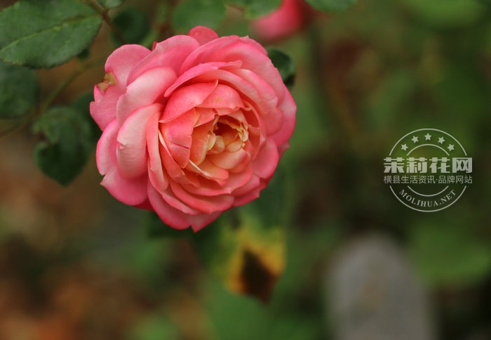 IMG_6176_副本.JPG