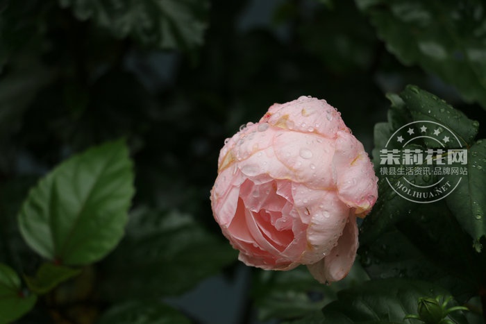 IMG_6156_副本.JPG