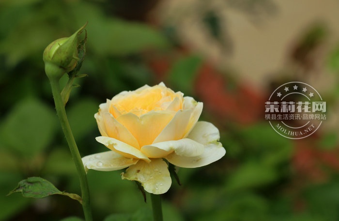 IMG_2995_副本.JPG