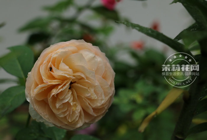 IMG_6147_副本.JPG