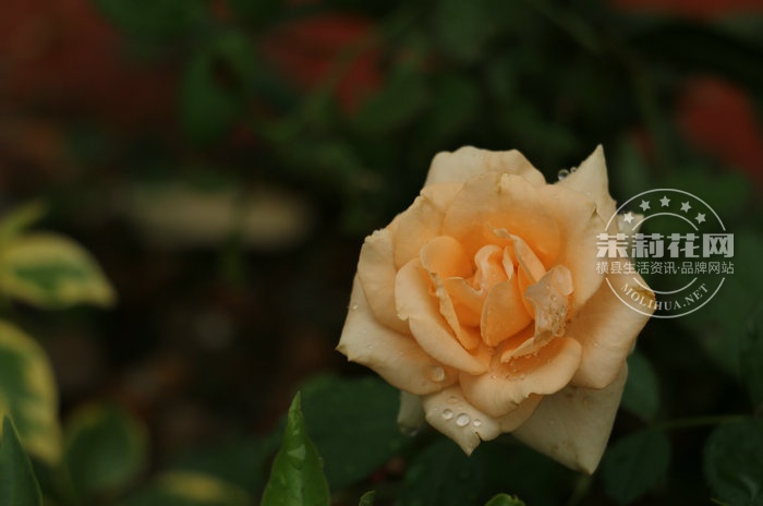 IMG_6161_副本.JPG
