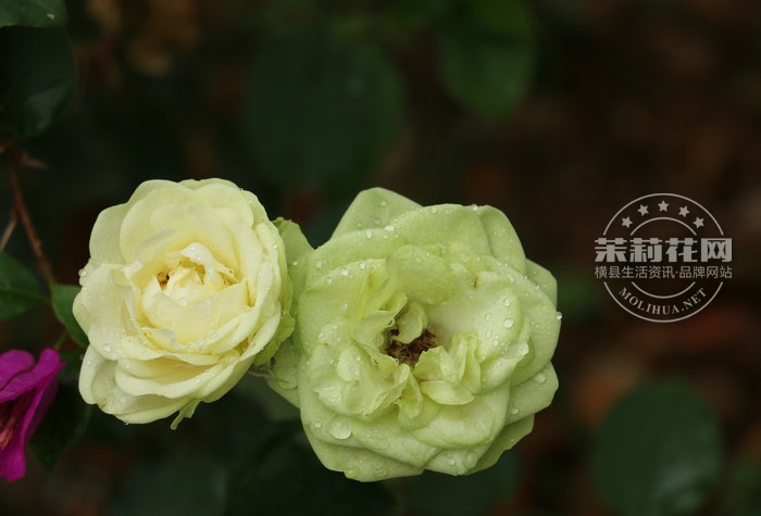 IMG_6172_副本.JPG