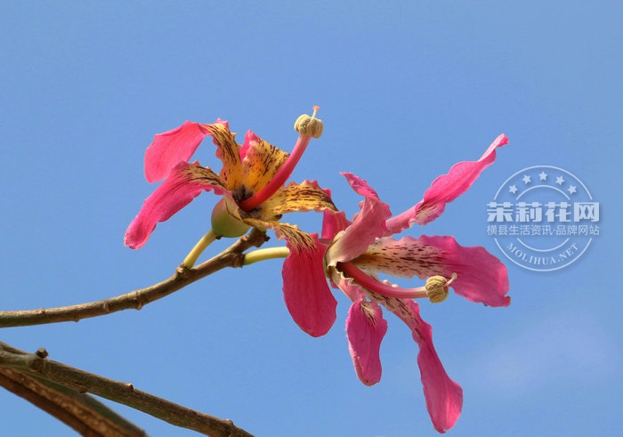 IMG_1474.JPG