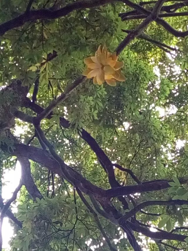 金丝楠木开花