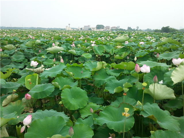 20150719_143113.jpg
