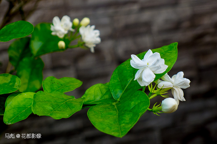 马彪茉莉花003.jpg