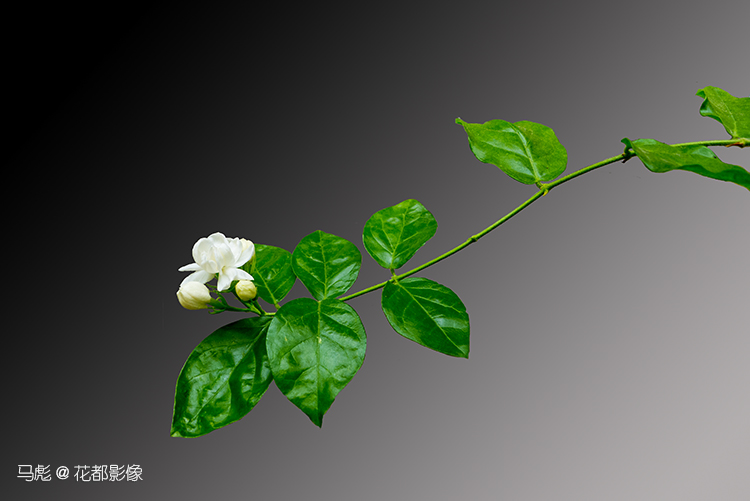 马彪茉莉花009.jpg