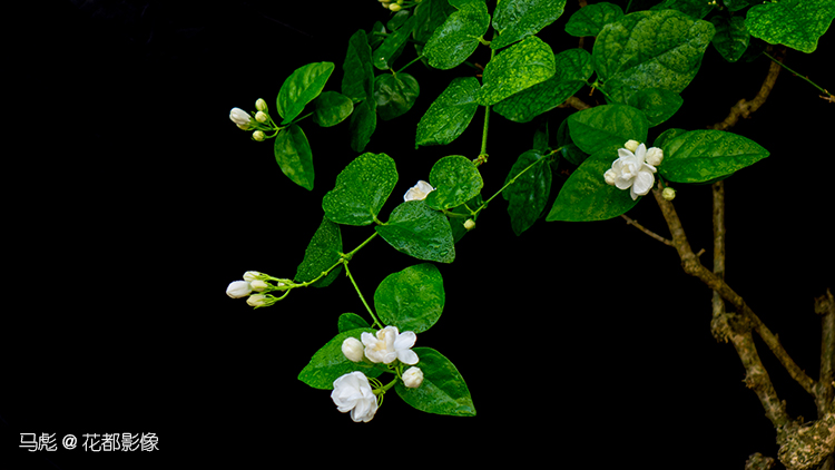 马彪茉莉花011.jpg
