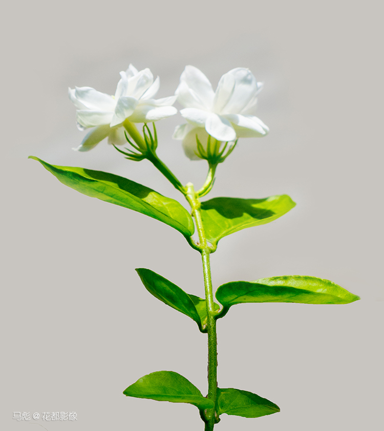 马彪茉莉花008.jpg