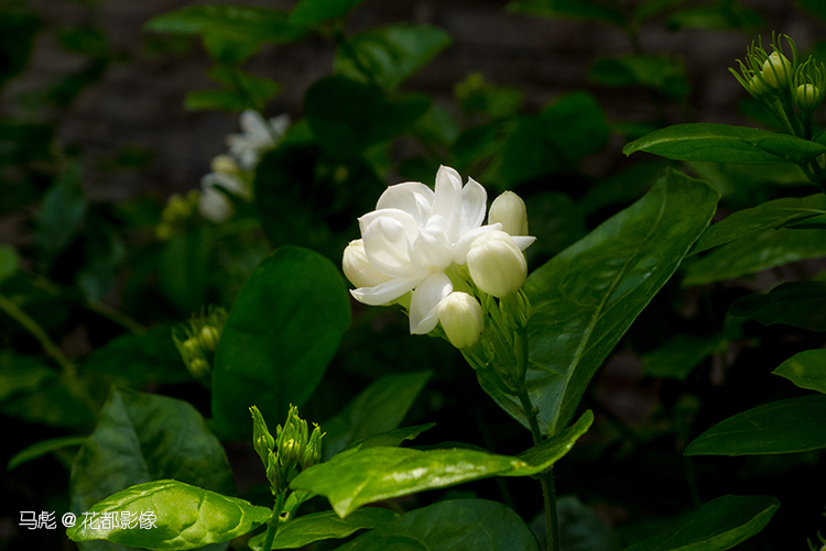 马彪茉莉花014.jpg