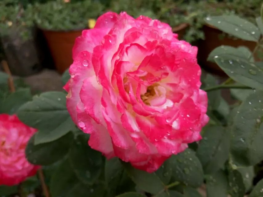 psb (23).jpg