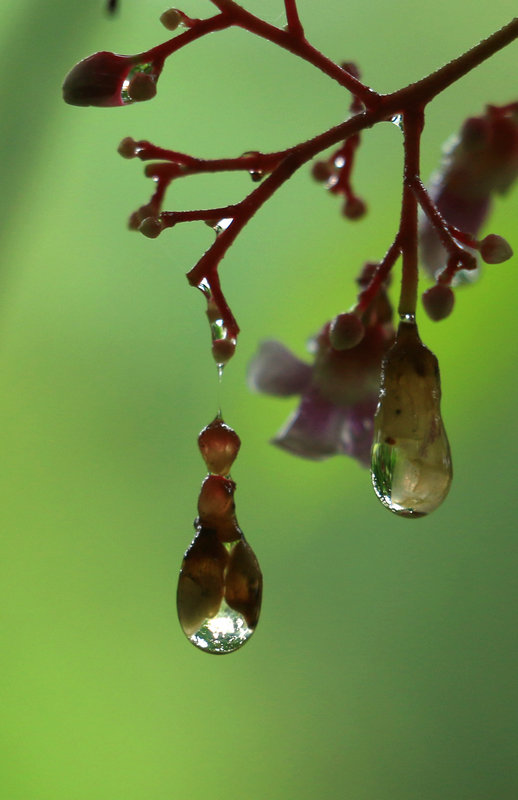 IMG_7915_副本.JPG