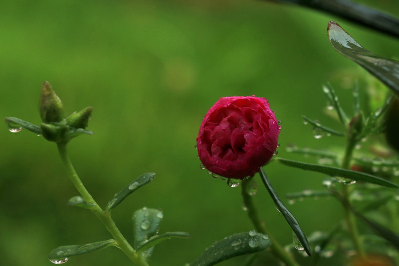 IMG_7960.JPG