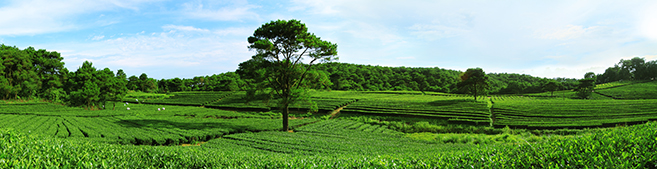 横县高山平原——大圣山