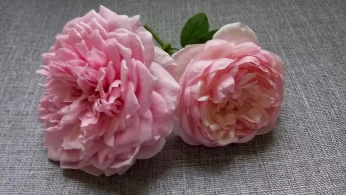 psb (7).jpg