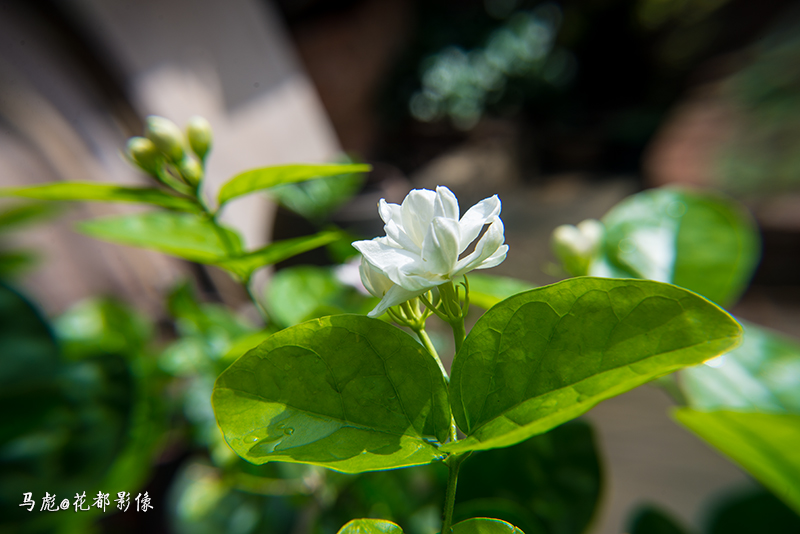 02DSC_8481.jpg