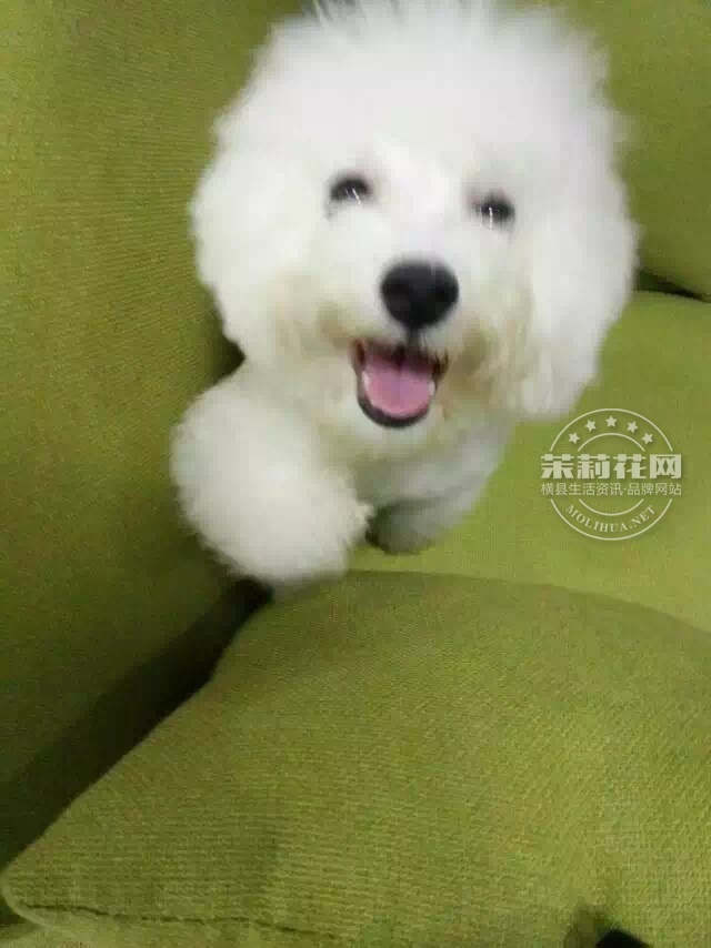 IMG_0343_狗.jpg