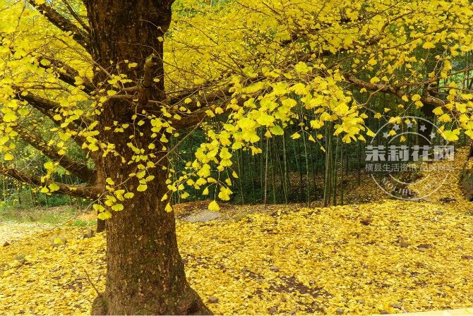 QQ图片20151109104529.jpg
