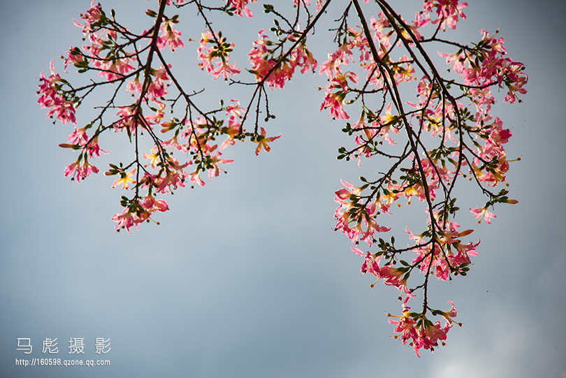 木棉_0316a.jpg