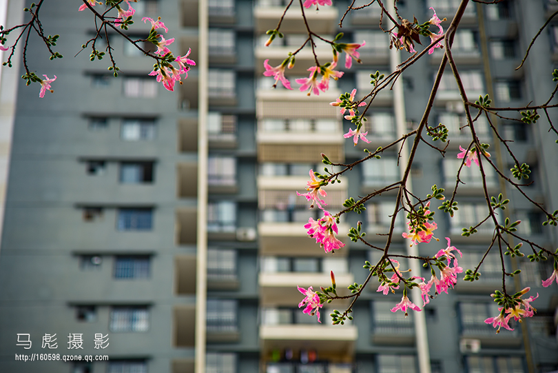 木棉_0308a.jpg