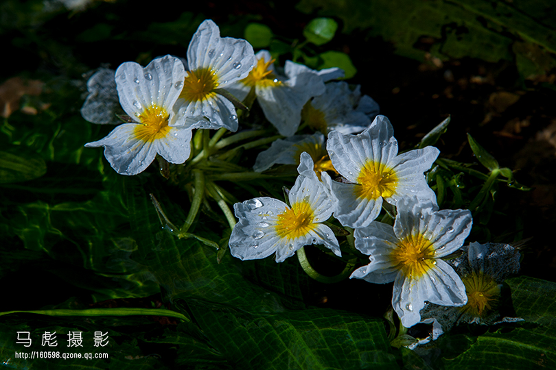 m海菜花IMG_1315a.jpg