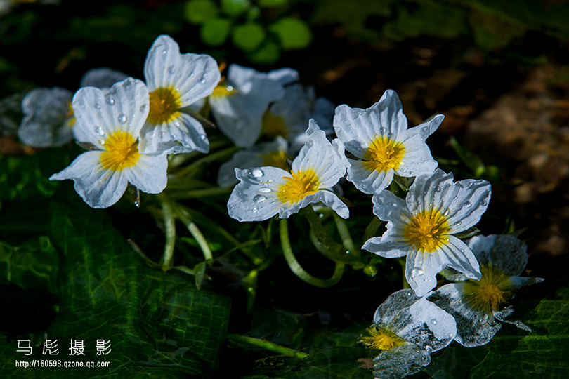 m海菜花IMG_1314a.jpg