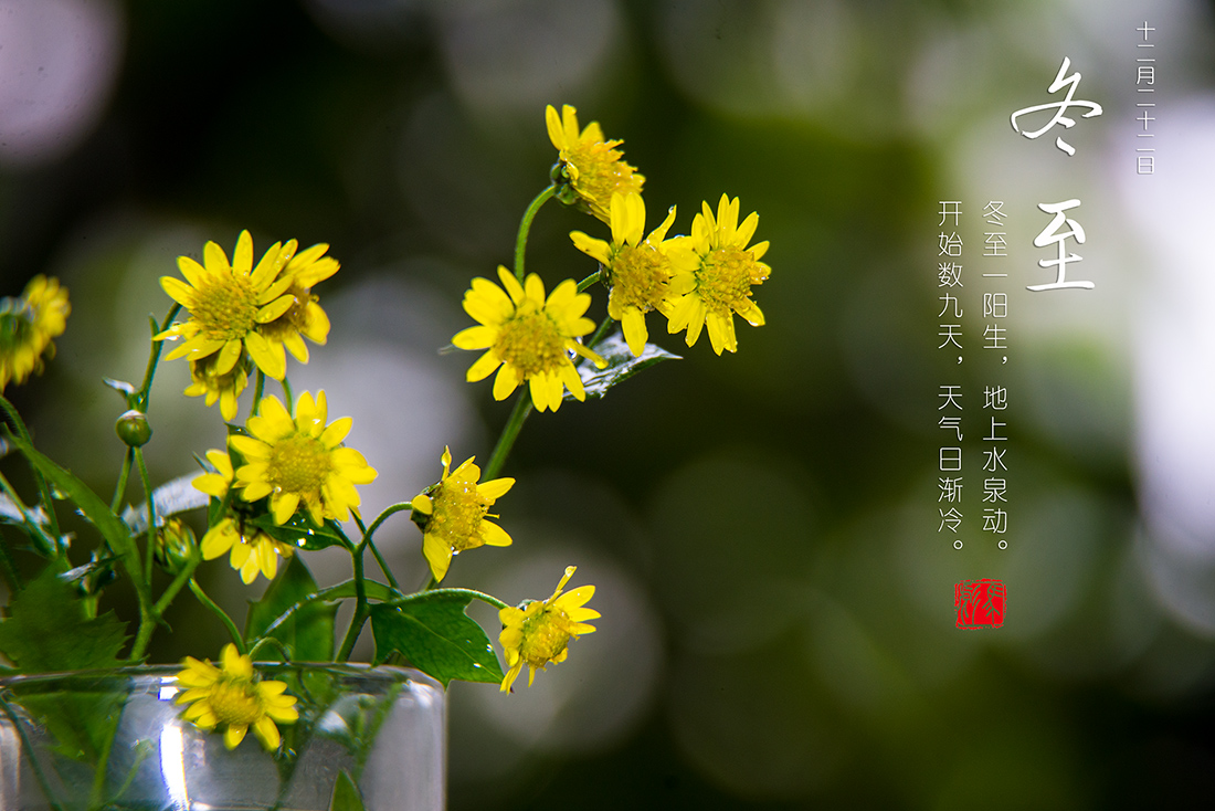 茉莉花论坛DSC_3785.jpg