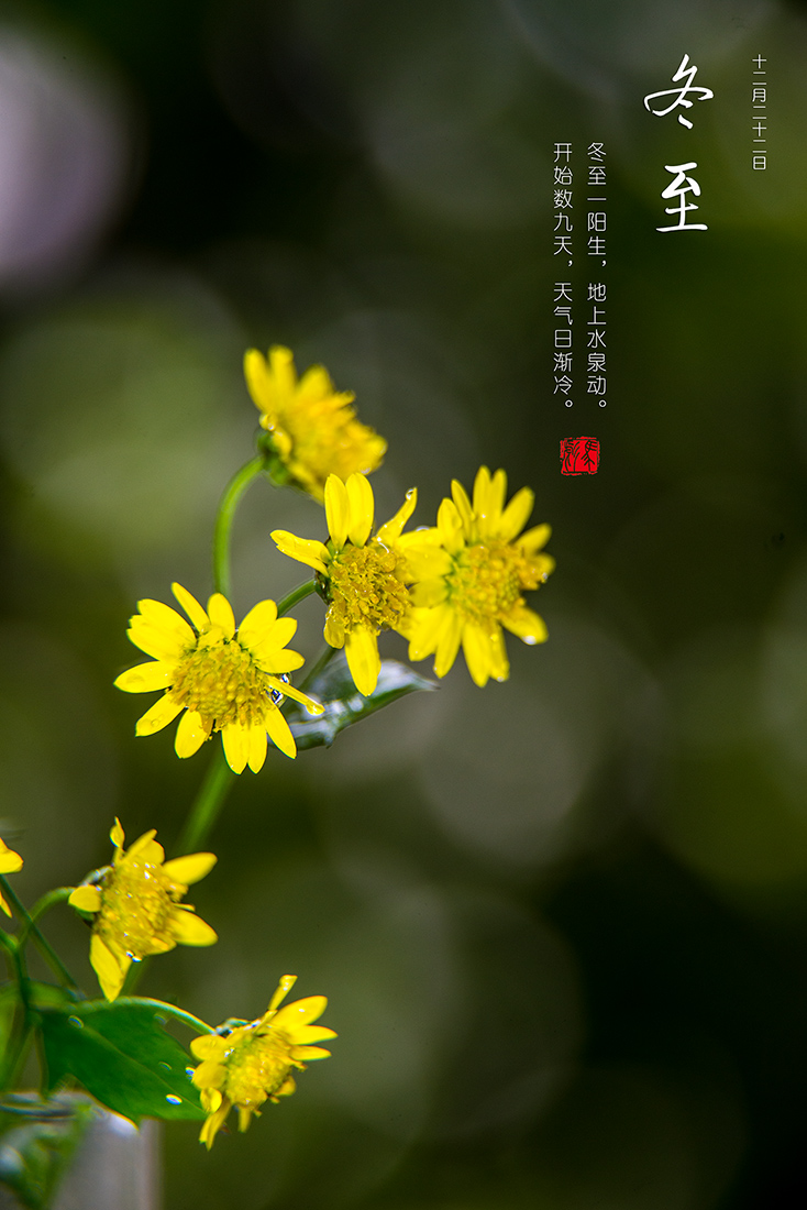 茉莉花论坛DSC_3782a.jpg