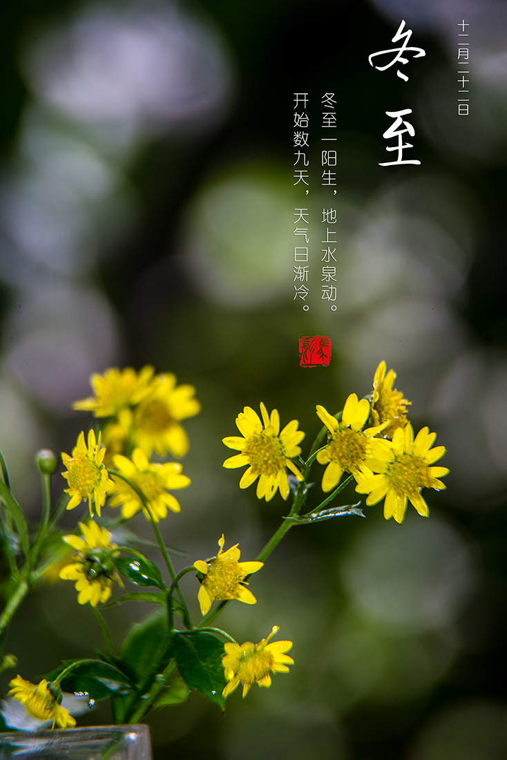 茉莉花论坛DSC_3791.jpg