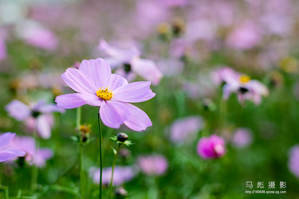 10-DSC_5547.jpg