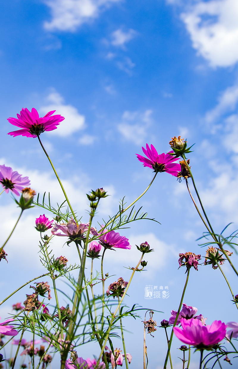 格桑花2.jpg
