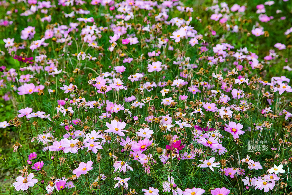 格桑花18.jpg