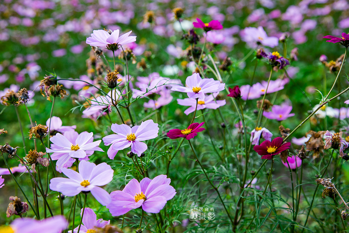 格桑花20.jpg