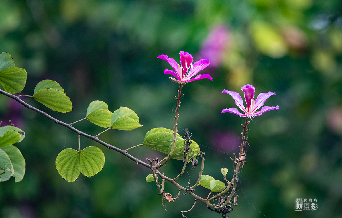 花2.jpg