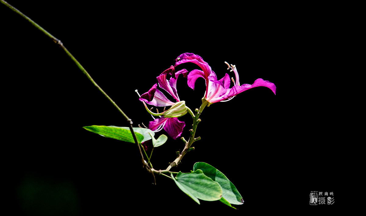 花4.jpg