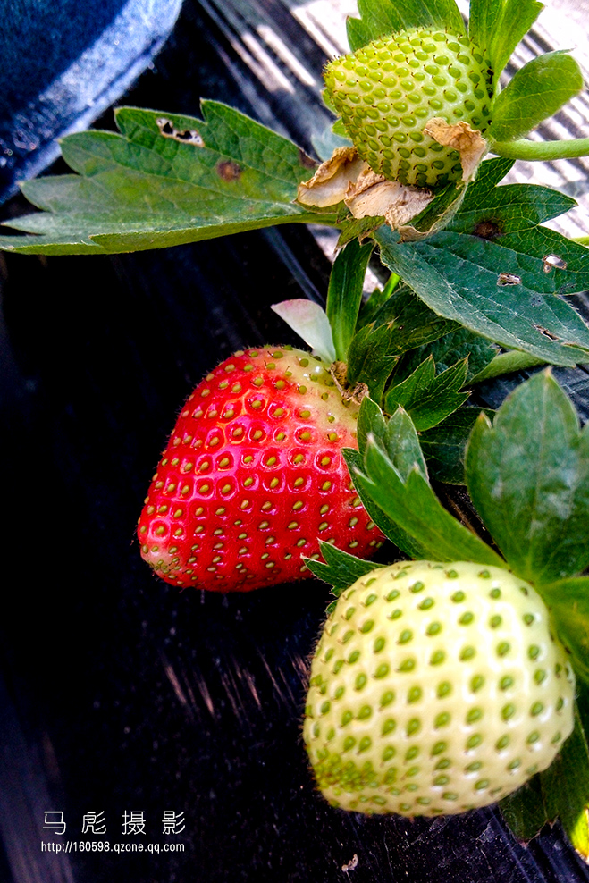 草莓IMG_20151220_115307.jpg
