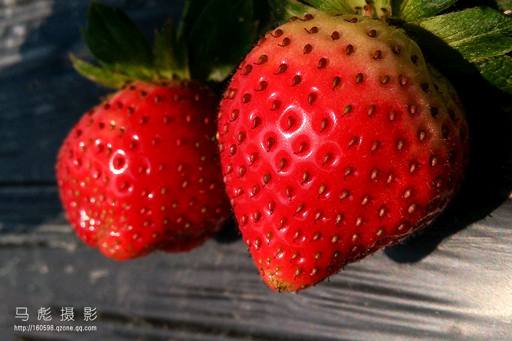 草莓IMG_20151220_115820.jpg