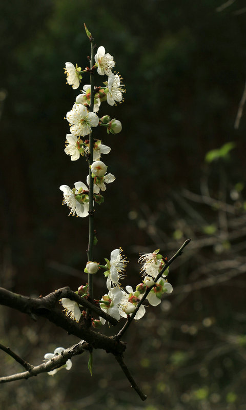 IMG_2869_副本.jpg