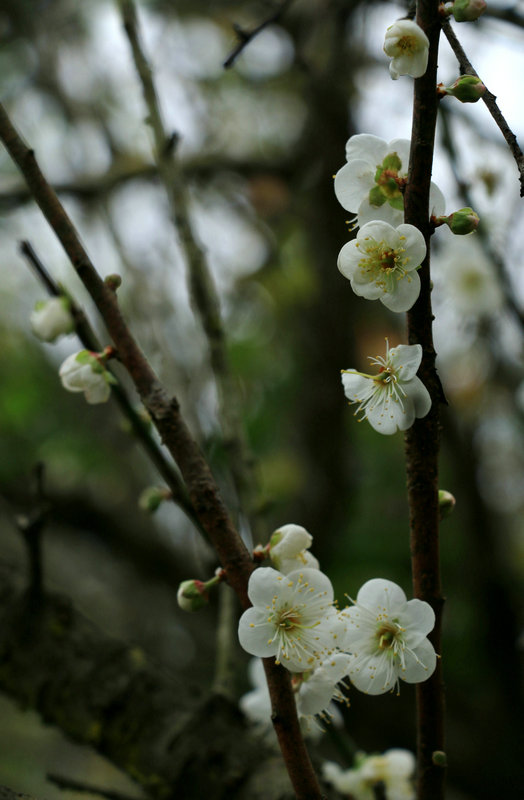 IMG_2999_副本.jpg