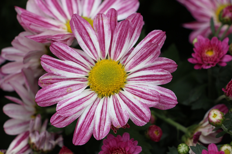 IMG_4927.JPG