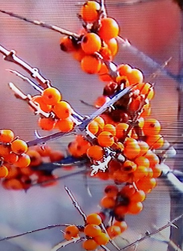 20160121_232816-1.jpg