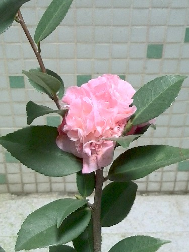 IMG_20160107_123818_HDR.jpg