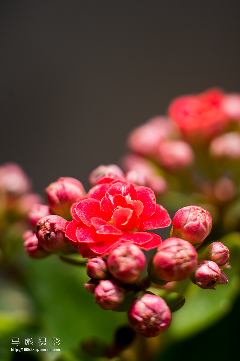 0DSC_6336.jpg